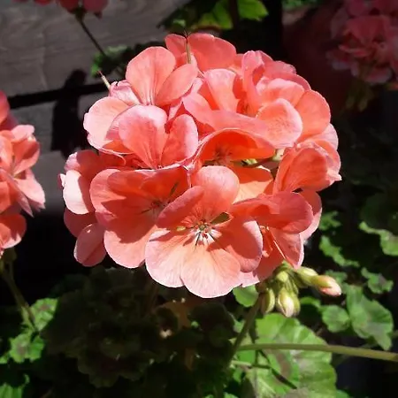 Ronja Διαμέρισμα Stubenberg