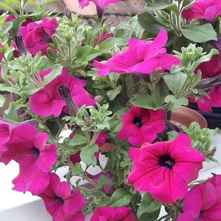 Διαμέρισμα Ronja