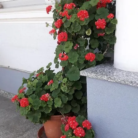 Apartman Ronja *