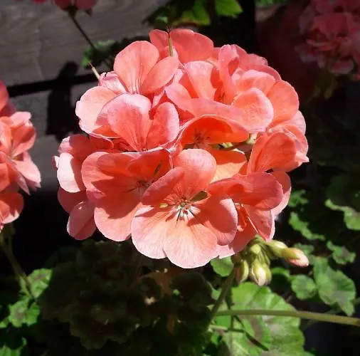 Ronja Appartement Stubenberg